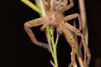 L'Olie  chaussettes. Un mle (Araneae - Sparassidae - Olios argelasius)